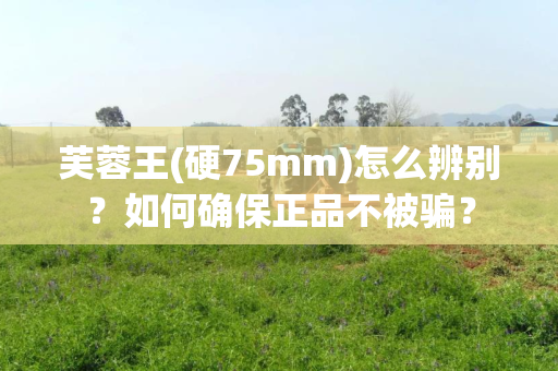 芙蓉王(硬75mm)怎么辨别？如何确保正品不被骗？